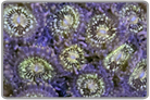 Purple Edge Galaxy